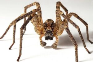 Por que saltamos da cadeira ao ver uma aranha — e como 'treinar' esse medo como um músculo